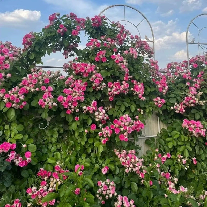 胭脂扣爬藤月季盆栽墙微花树苗墙薇花苗四季开花院子里适合种的花