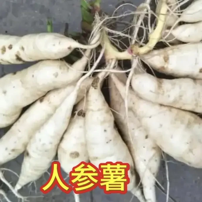 2025年正宗网红牛奶人参白皮白心板栗薯软糯香甜新鲜现挖