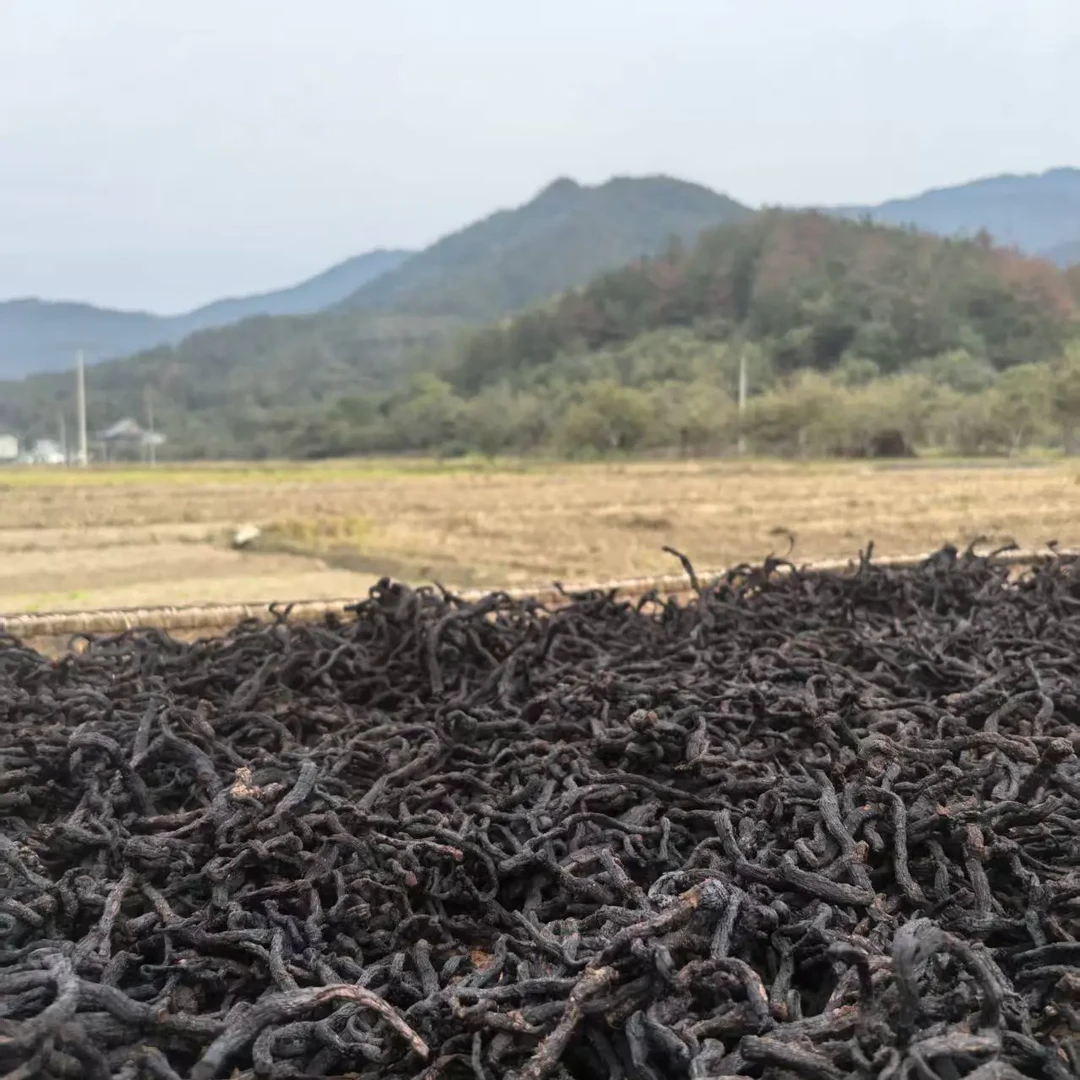 【九蒸九晒玉竹】净重 500g 老乡自采