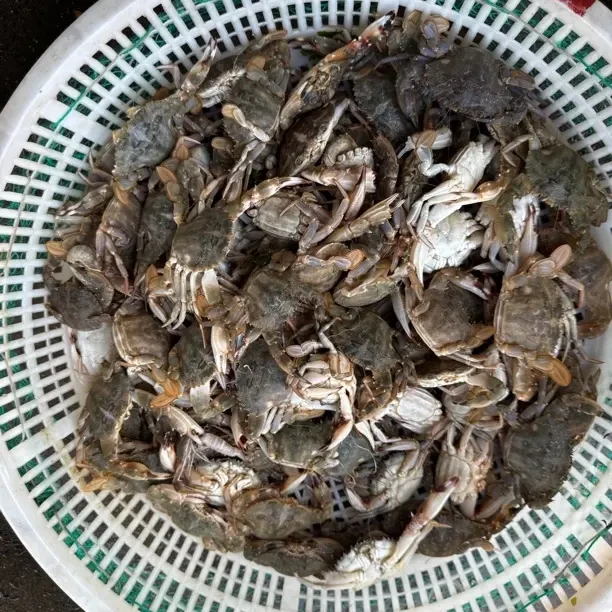 小花盖蟹子顺丰冷链配送