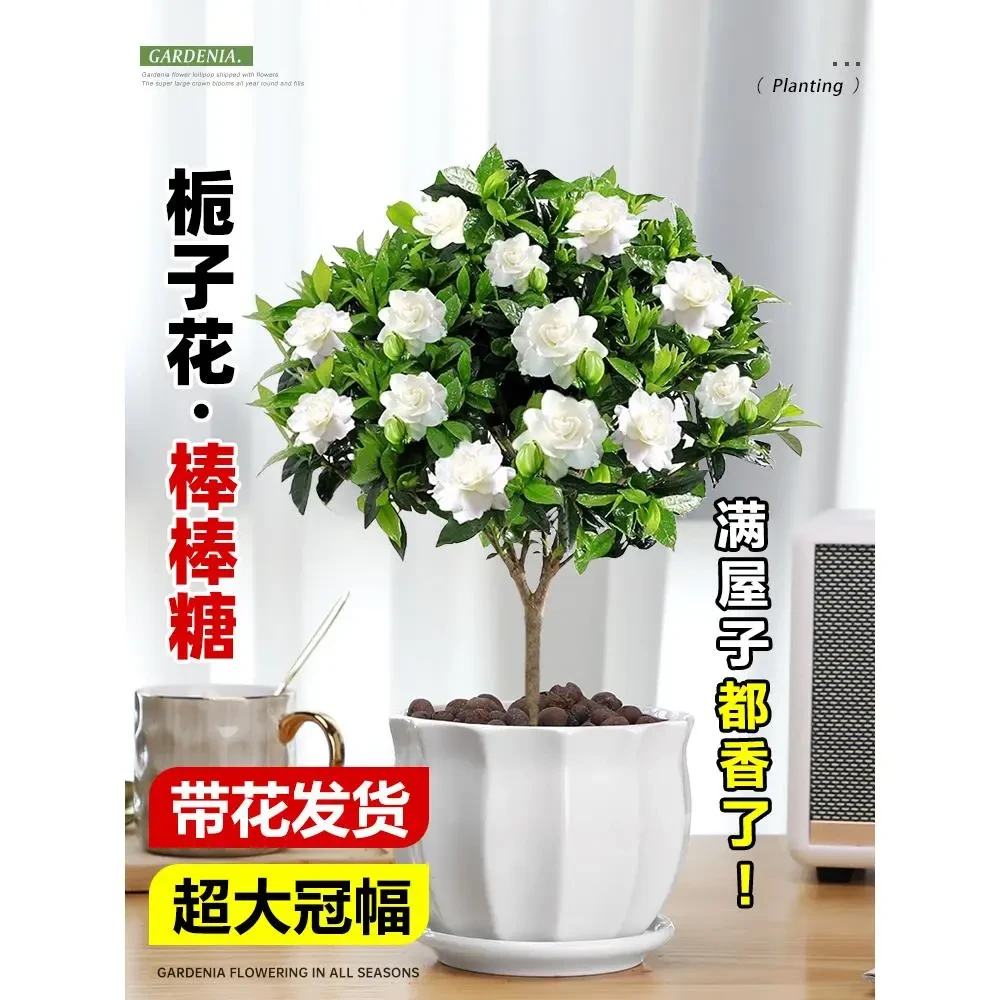 独杆棒棒糖栀子花老桩盆栽树苗四季客厅摆件开花绿植室内外花卉