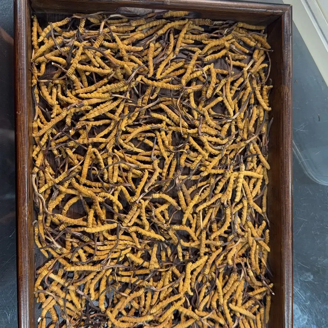 小小草/那曲虫草干虫草冬虫夏草