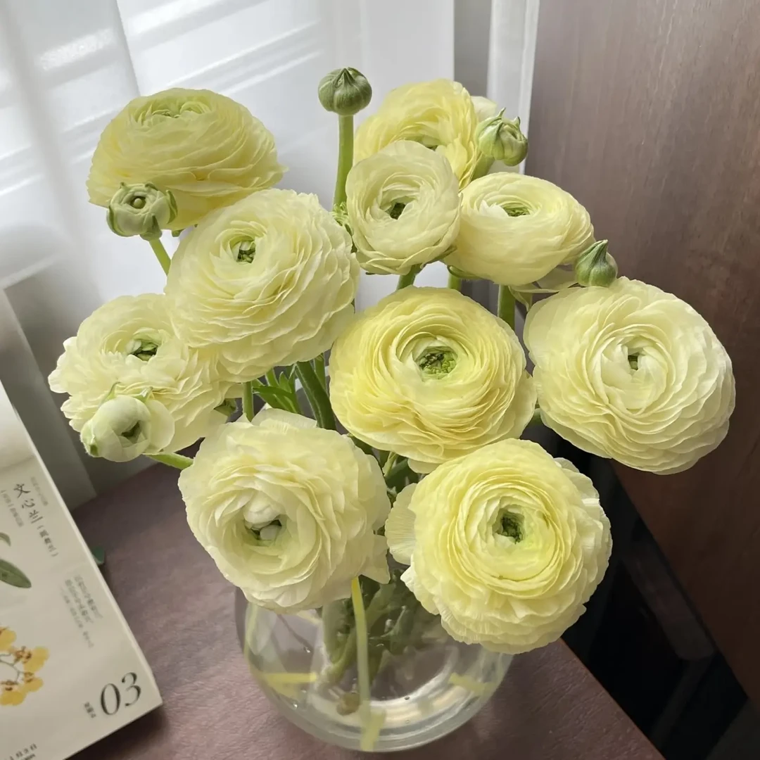 洋牡丹鲜花 云南直发 带纸壳包装醒花 零下地区记得拍保温棉哦