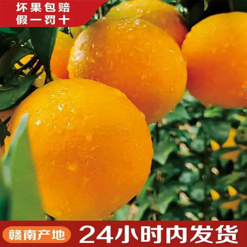【赣州果园直发】正宗赣南脐橙应季水果新鲜10橙子产地直发现摘