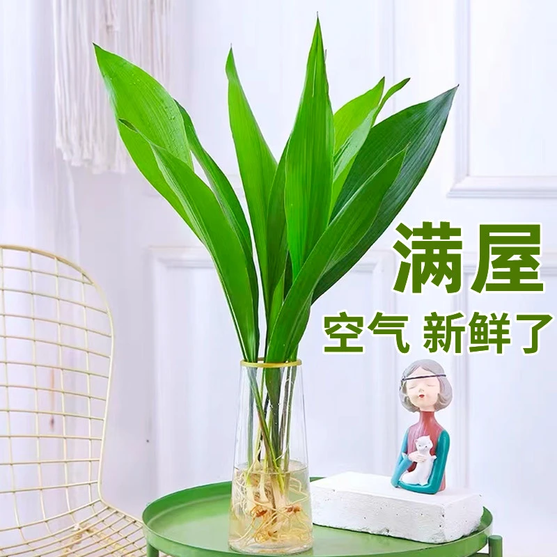 水培一叶兰绿植室内盆栽四季常青客厅网红水养植物好养活懒人绿萝