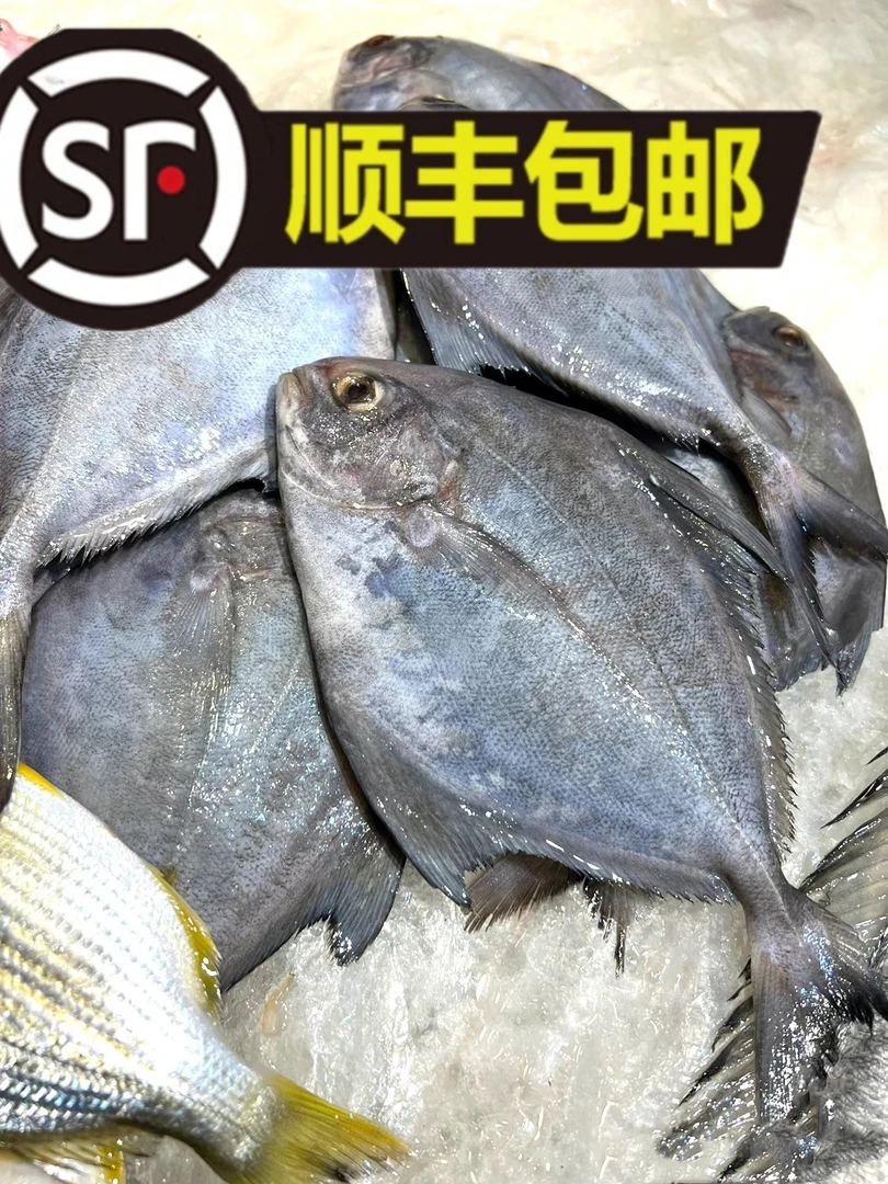 【乌鲳鱼】惠来神泉本港乌鲳鱼【5包】顺丰冷链包邮