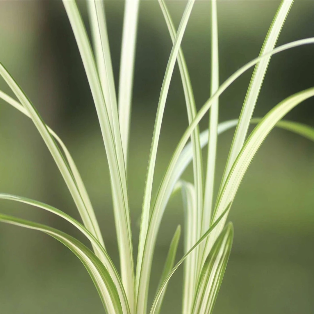 连瓣兰玉松 艺草兰花 盆栽绿植花卉 浓香