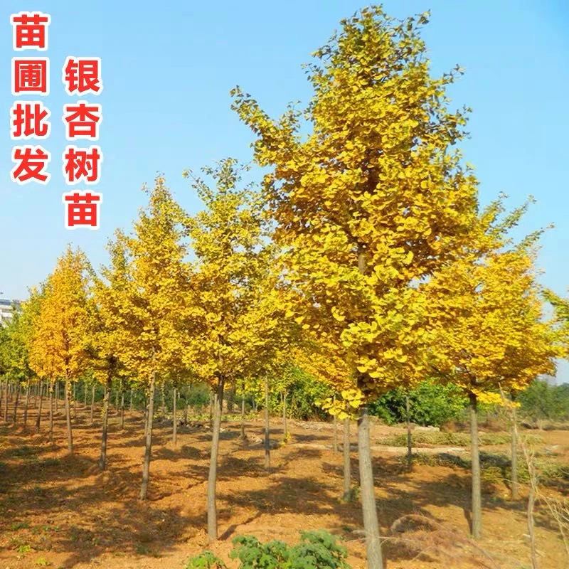 银杏树苗占地绿化工程苗金叶银杏白果苗银杏大树行道绿化树庭院树