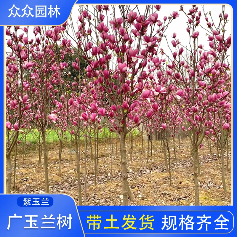 咸宁广玉兰白玉兰大树四季常青绿化工程苗木庭院植物行道树苗盆栽