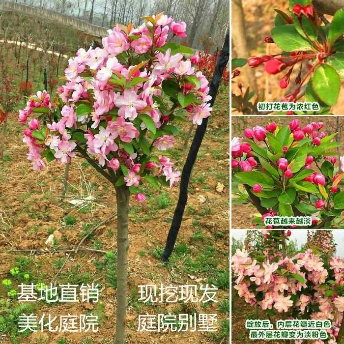 西府海棠树苗高杆西府海棠树苗垂丝北美红宝石海棠花苗耐寒海棠