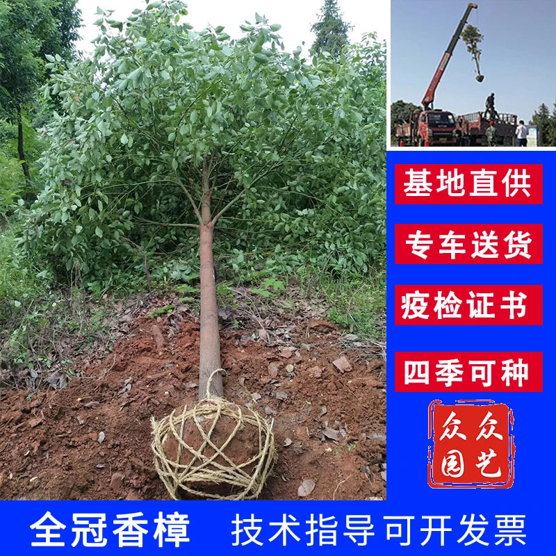 香樟树苗大树大叶香樟四季常青小叶香樟南方种植香樟树苗基地直销