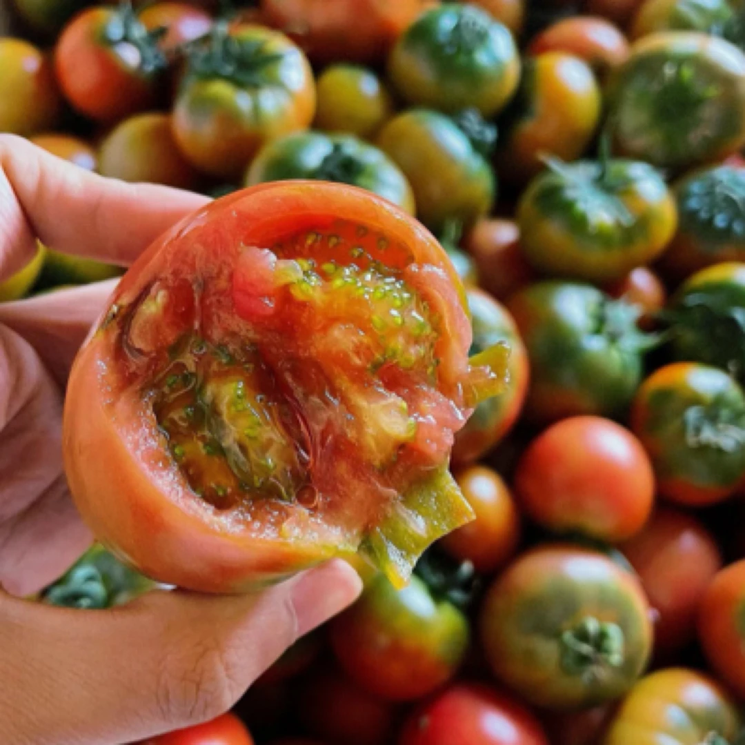 自然熟铁皮柿子草莓柿子碱地西红柿应季新鲜番茄水果孕妇水果