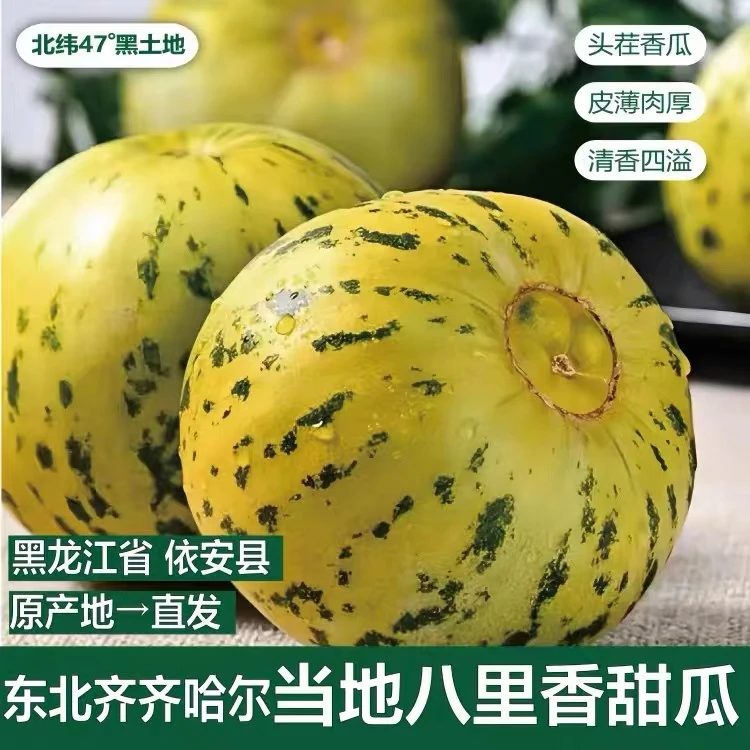 头茬甜瓜八里香花蕾甜瓜东北产地直发水果当季热卖顺丰包邮