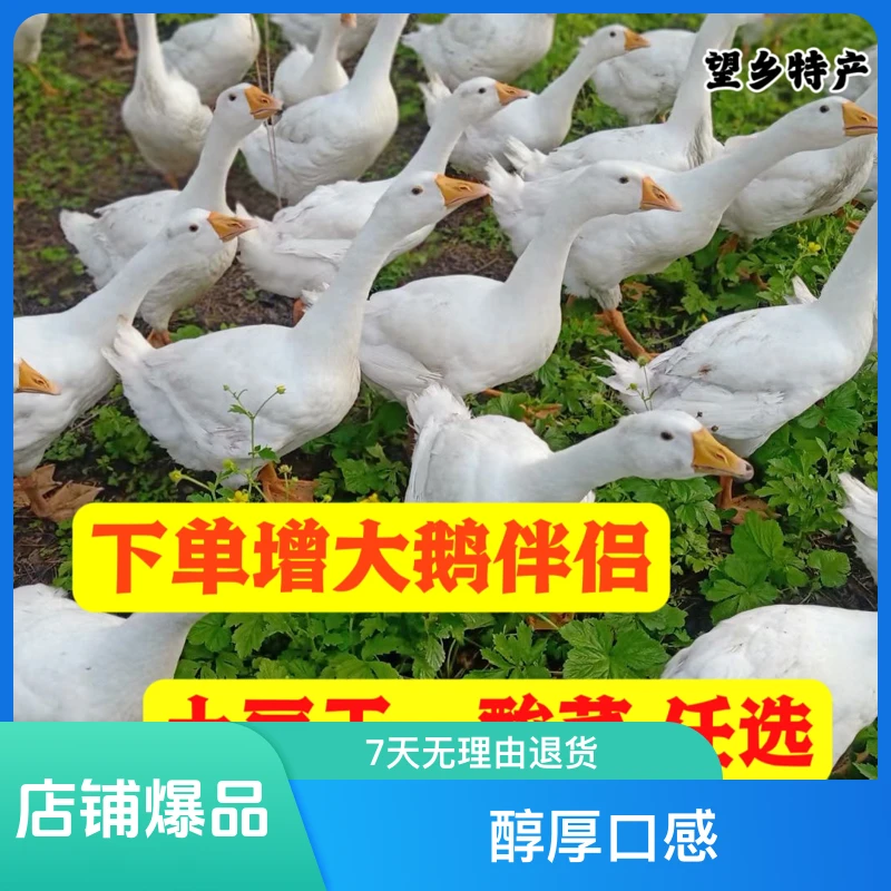 东北大笨鹅农村野外天然散养大鹅肉质紧实新鲜美味依安县特产