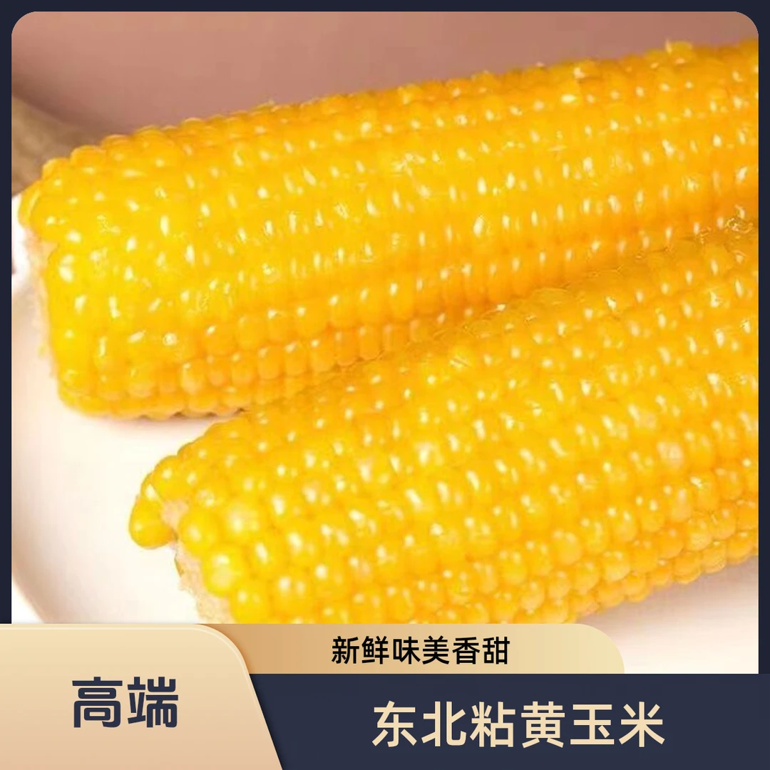 三八农场2024东北粘黄糯玉米8支/箱240g/支 262彩色包装