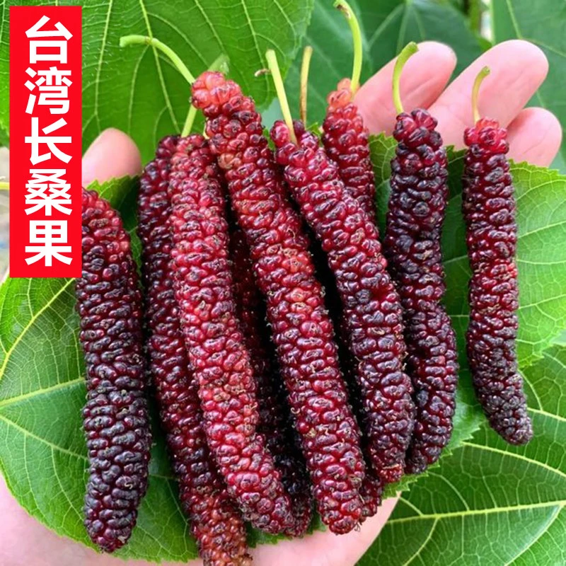 云南发长果桑苗桑葚苗果树果苗盆栽地栽食用果桑苗南北方种桑树