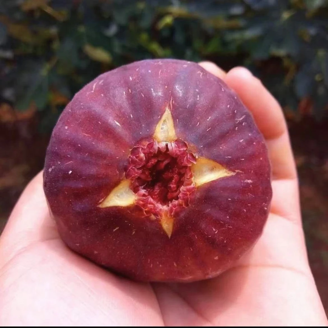 云南无花果苗波姬红带土发货庭院阳台盆栽果树苗南北方种植