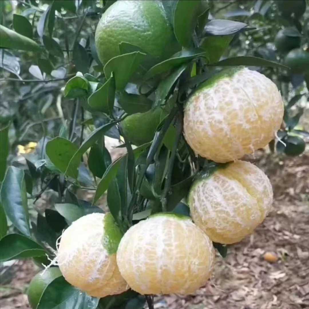 云南蜜桔树苗清香蜜桔纯甜橘子树树苗果树树南方种植果树果苗