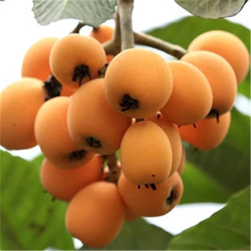 盆栽大五星枇杷苗嫁接庭院地载树果苗南北方种植特大盆栽耐寒