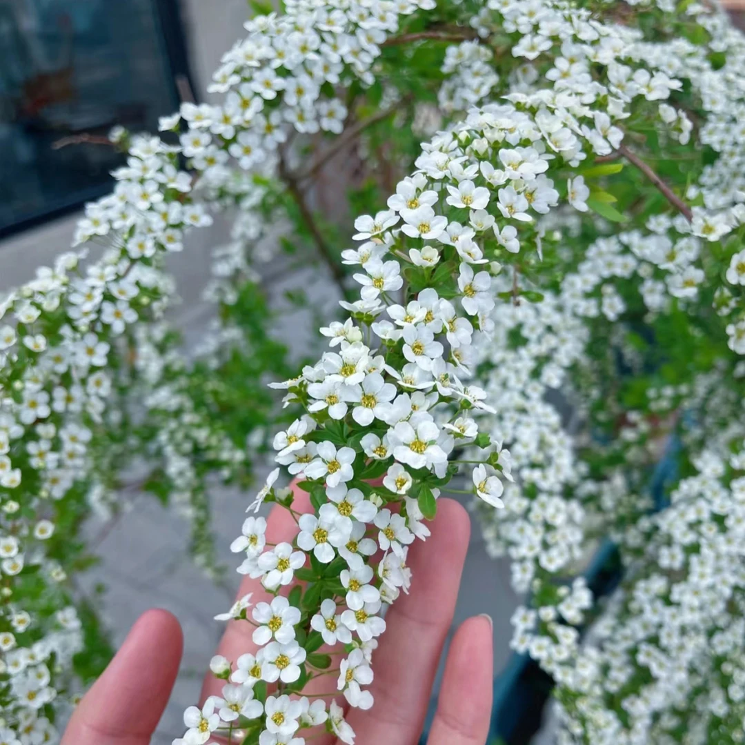 A级云南雪柳 带芽孢 遇水开花 冬季水培鲜切枝