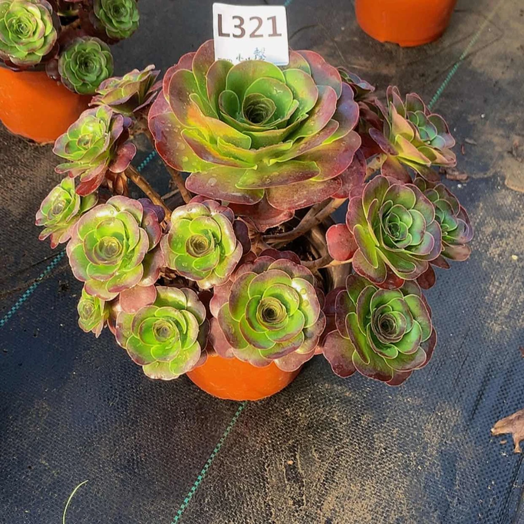 【闪购商品】心*?一物一拍321