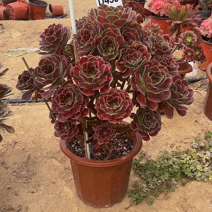 @*多肉植物一物一拍459