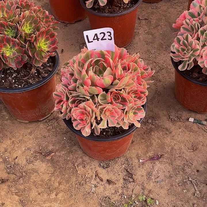 真**雨多肉植物一物一拍423