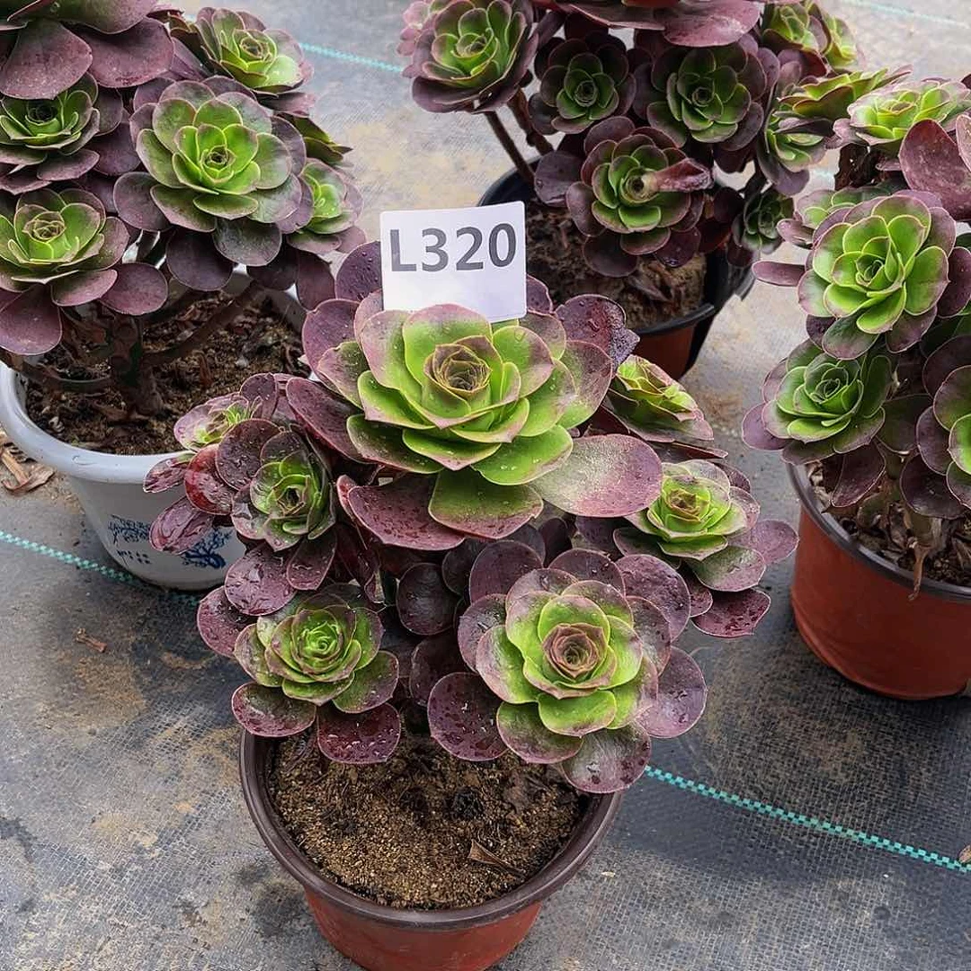 A***M多肉植物一物一拍320