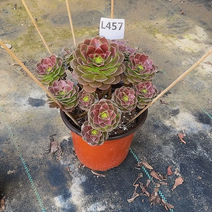 啊*多肉植物一物一拍457