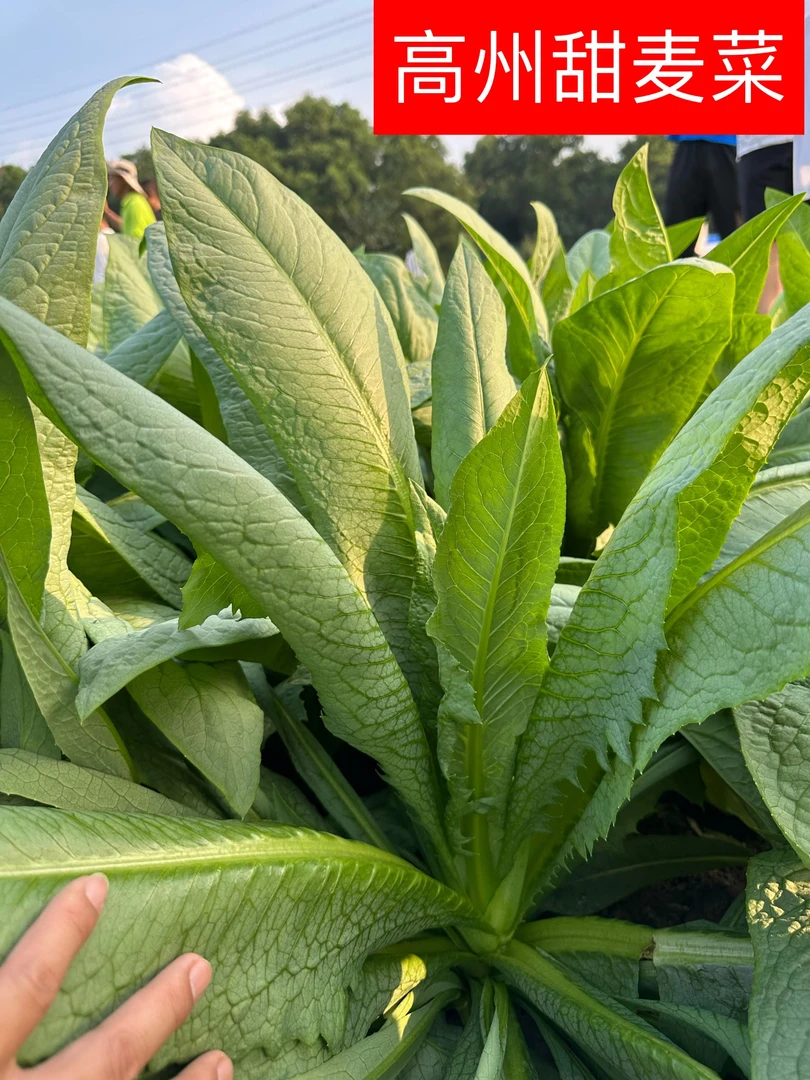 高州大叶甜唛菜大田种植南方生长抗病产地季节浅绿耐寒四季耐热