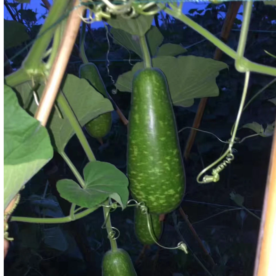 老朱本地青皮花点蒲瓜苗种子