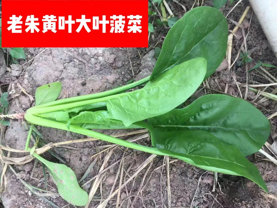 老朱黄叶大叶菠菜新一代杂交品种生长速度快，抗病能力强，葱头种子