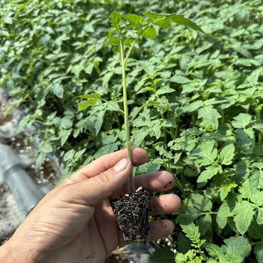 西红市番茄蔬菜种苗种子大果红果番茄