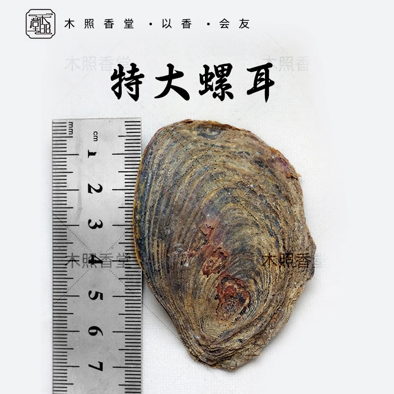 木照堂特大收藏级甲香螺耳香料未炮制进口古法传统合香天然香材螺