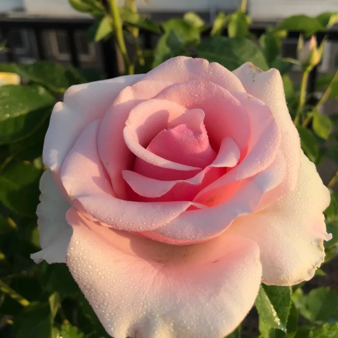 【粉佳人粉色追忆棒棒糖】1加仑原盆原土带花带苞发货