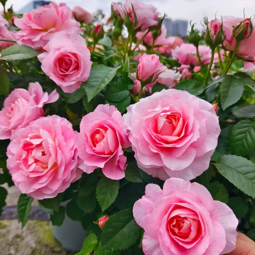 【梦幻公主盆栽】180原盆原土带花苞发货云南基地直发露天种植