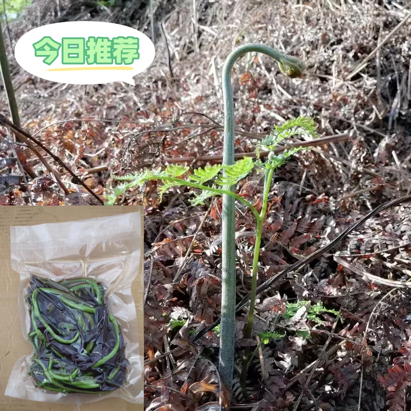 湖南野生蕨菜焯水发货拳头菜三丫菜猫爪菜新鲜蔬菜