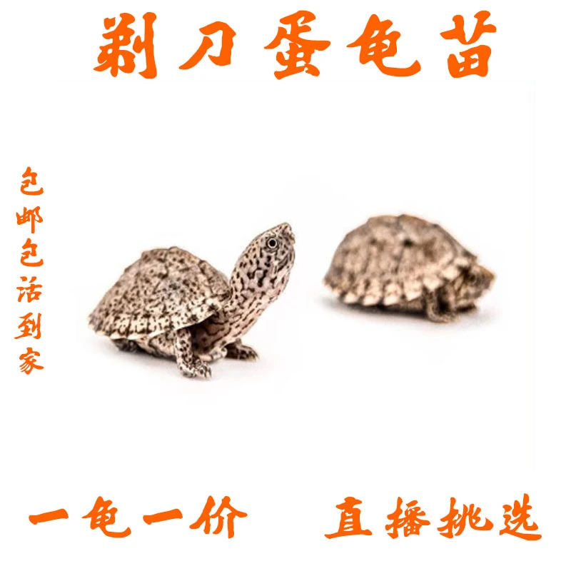 【剃刀蛋龟】蛋龟系列之-剃刀蛋龟苗  观赏龟 宠物龟