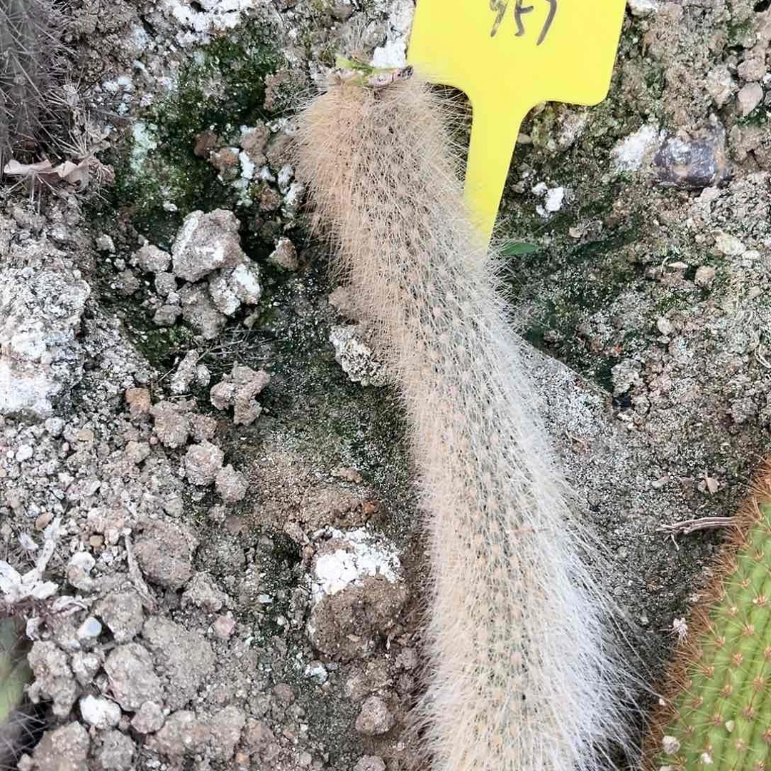 甲*贵957号金妞马尾侧芽