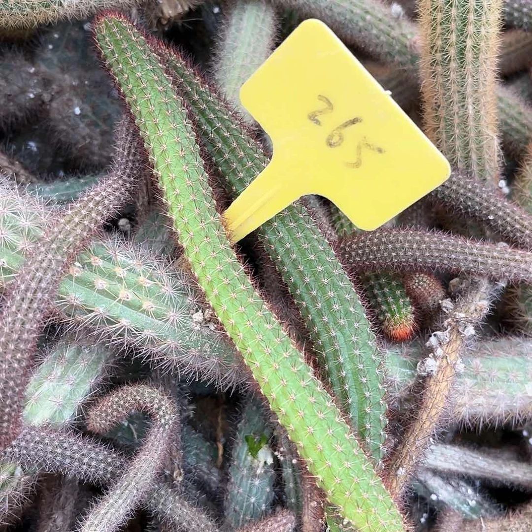 朵****阳265 号金妞橙色花两根