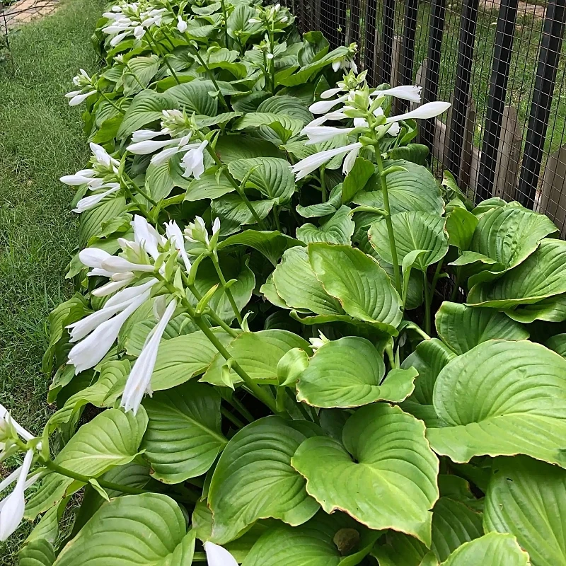 庭院花园植物紫白玉簪花叶金边地被栽培耐寒宿根花卉花镜玉簪花