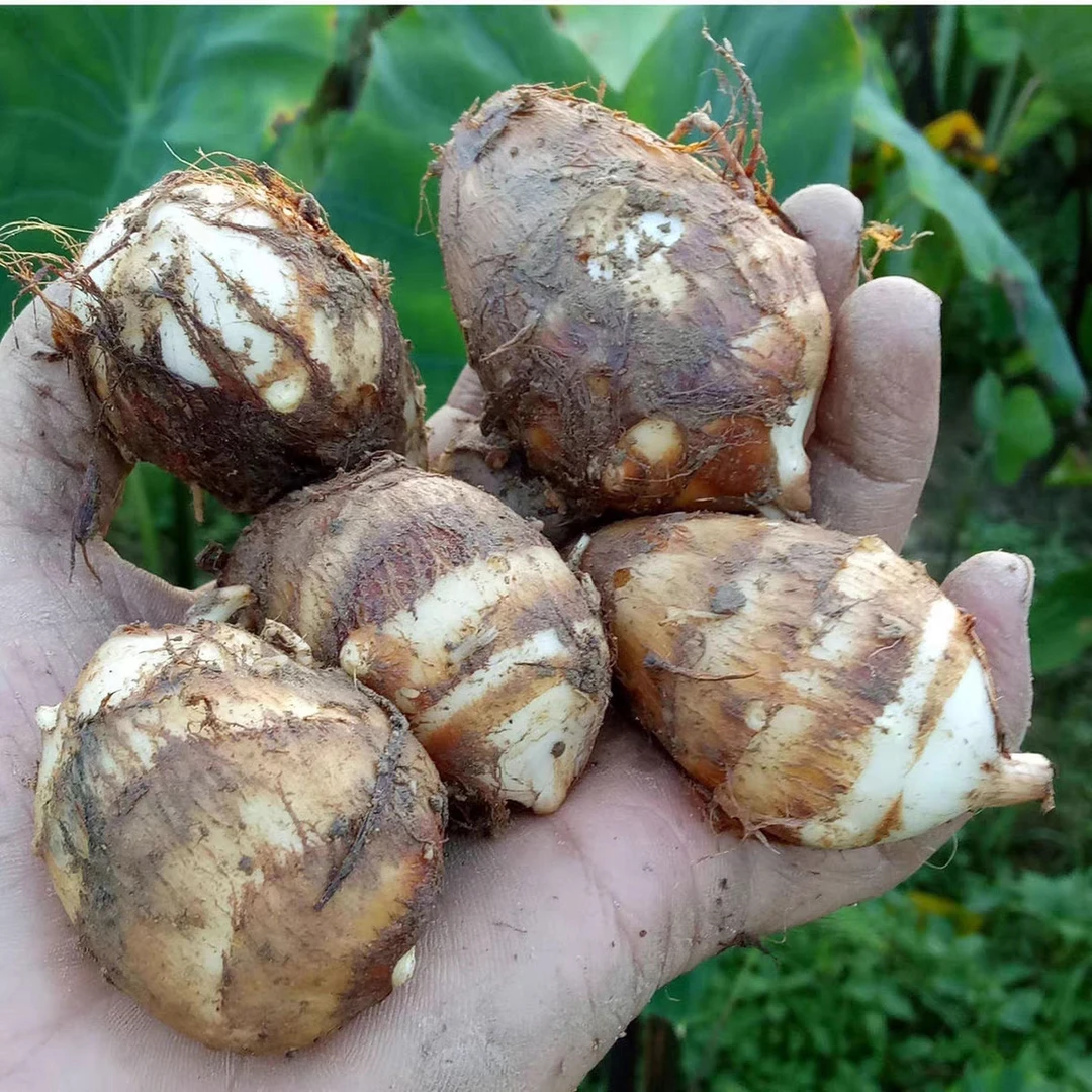 恩施老品种牛奶小芋头毛芋艿现挖农家粉糯香芋头小香芋子3/5斤