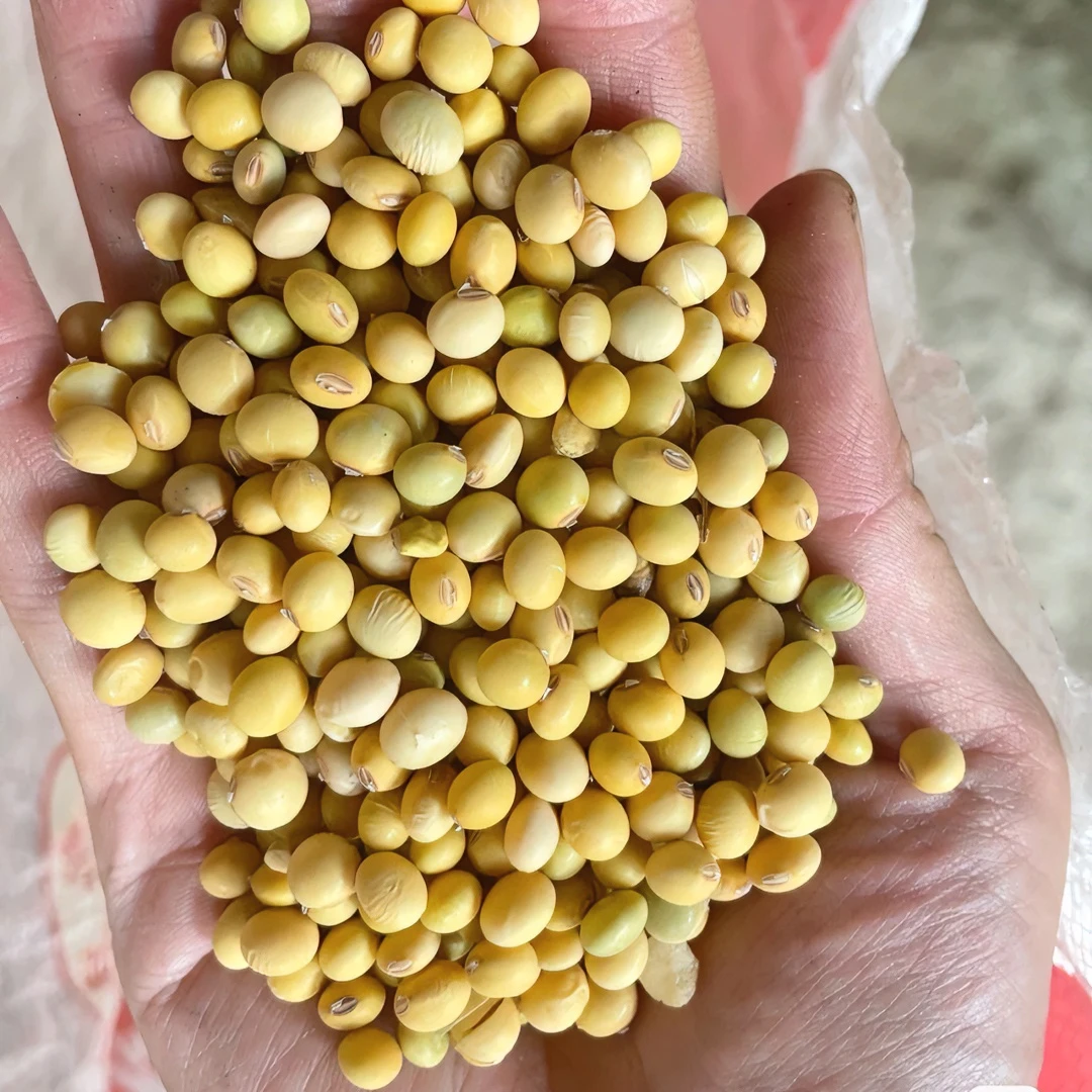 农家小黄豆湖北恩施土特产小黄豆打豆浆做豆腐