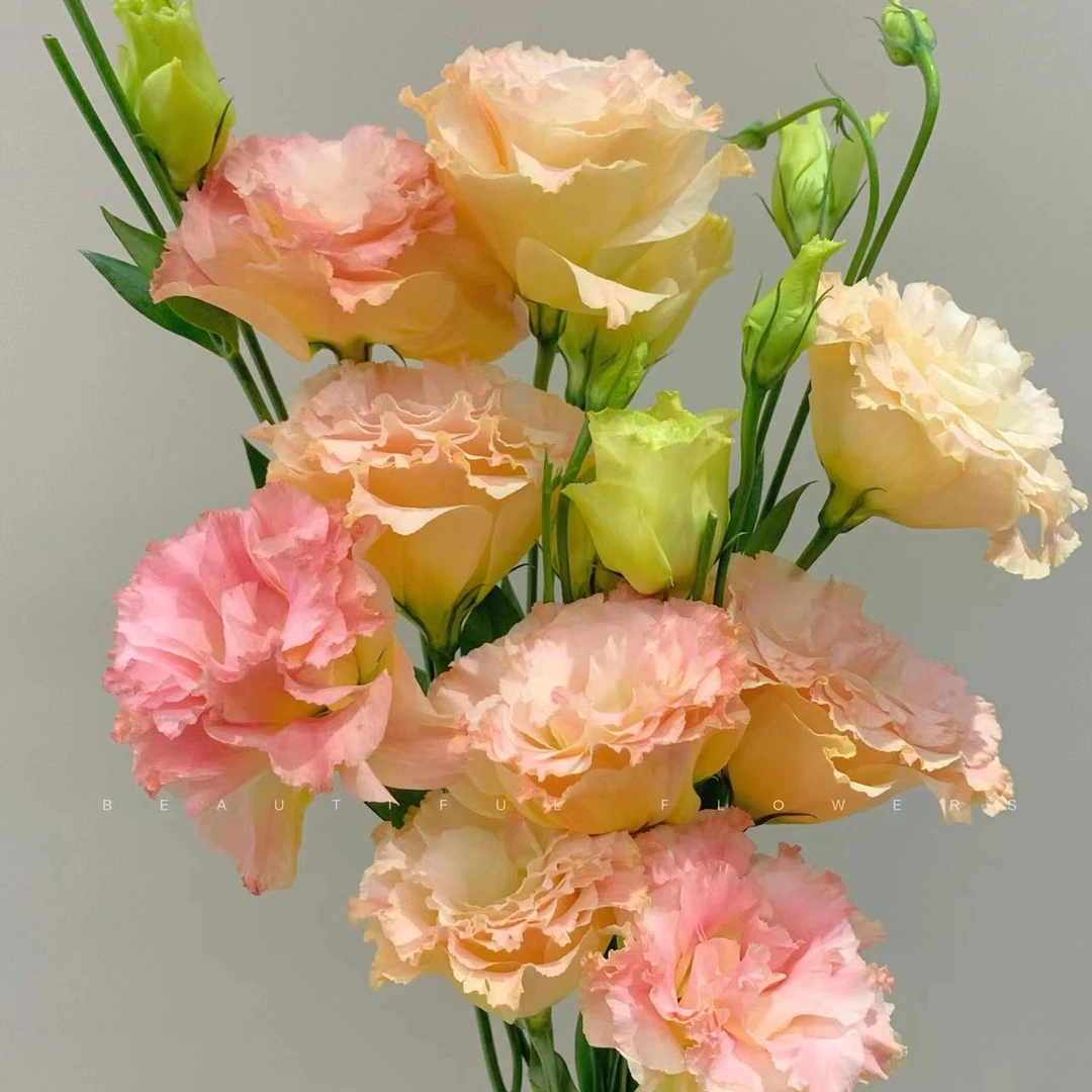 【直播专属洋桔梗】鲜花洋桔梗香槟色居家插花云南基地直发