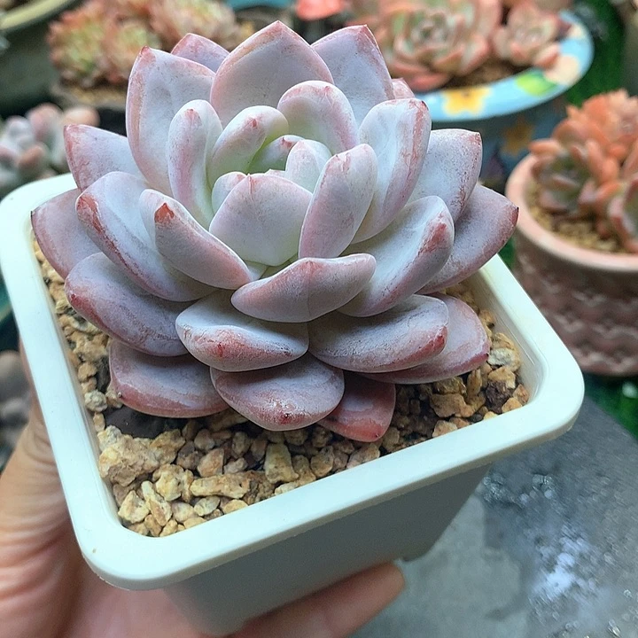 雪橙一物一拍9冠幅