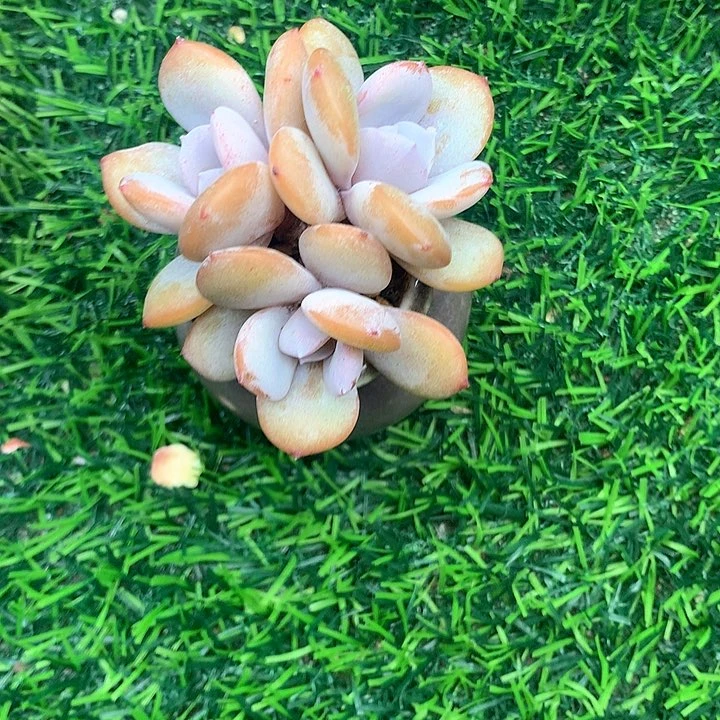 小群奶茶老桩7冠幅