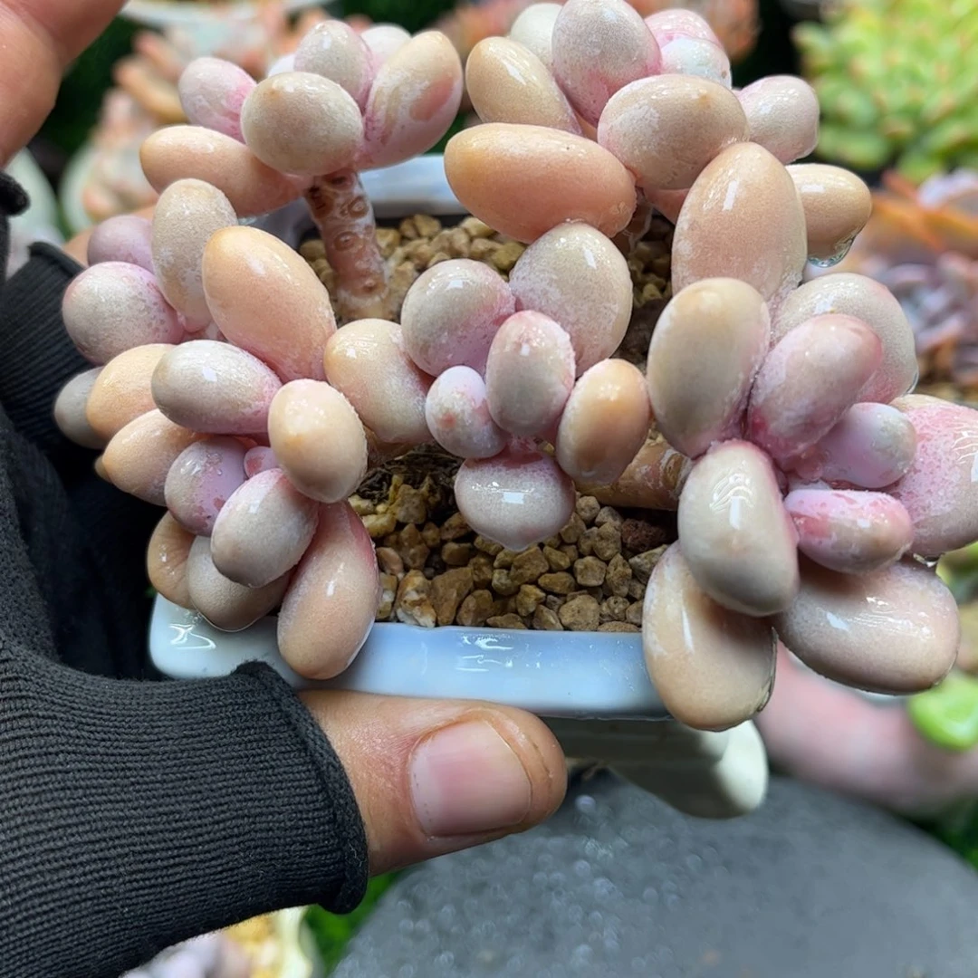 桃蛋。冠幅12。一物一拍