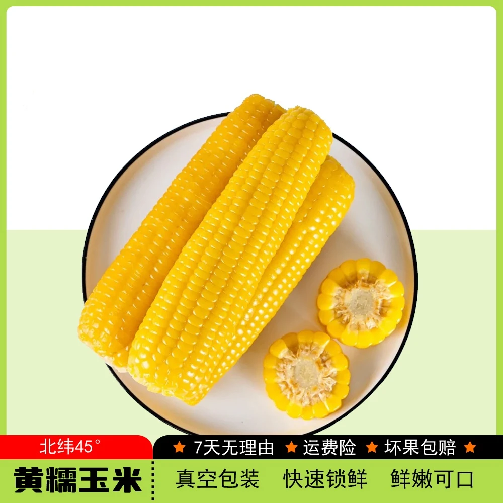 24年东北黄糯玉米10支 整箱五斤以上软糯香甜 蒸煮 粗粮 非即食