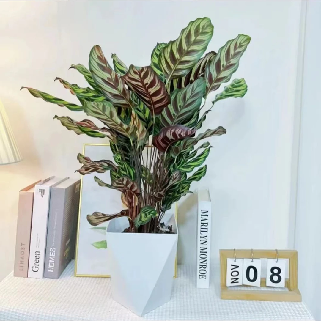 （壹）50cm-60cm大叶绿植孔雀竹芋绿植室内净化空气四季常青