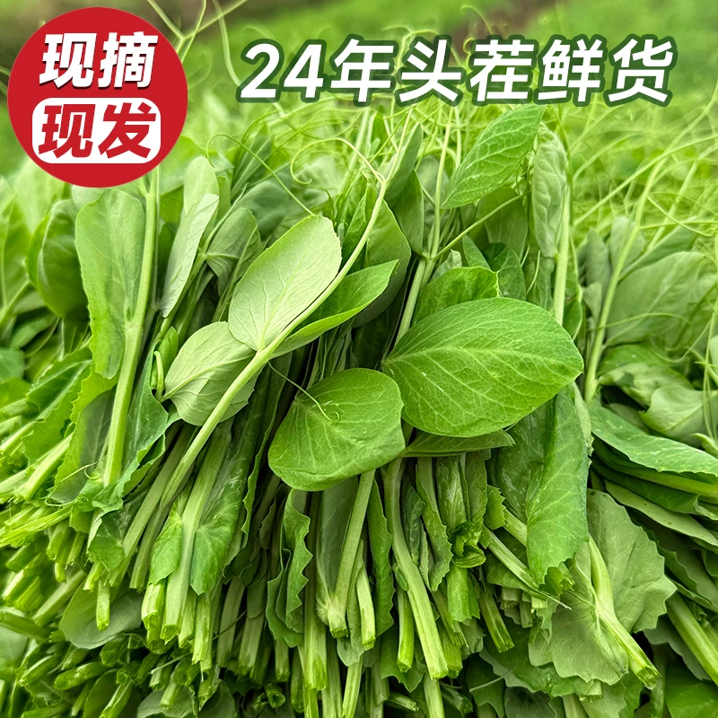鲜嫩现摘!四川特产豌豆尖当季新鲜蔬菜豌豆苗1斤2斤时令农家豆苗